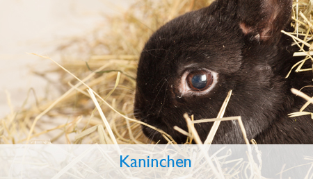 Kaninchen