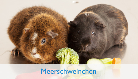 Meerschweinchen