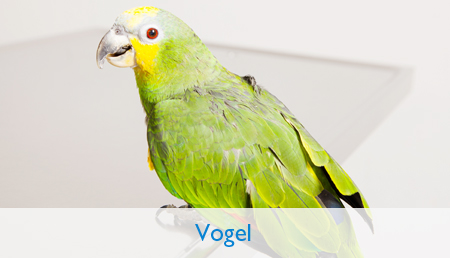 Vogel