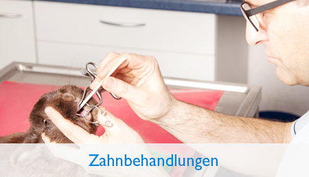 Profesionelle Zahnbehandlungen
