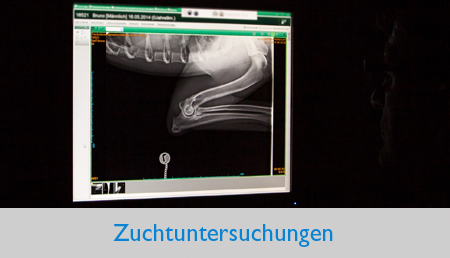 Zuchtuntersuchungen